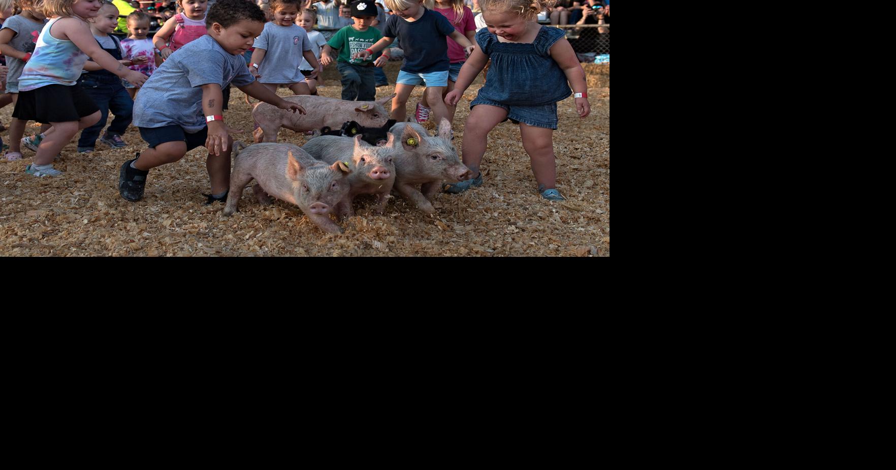 Pig scramble at the fair