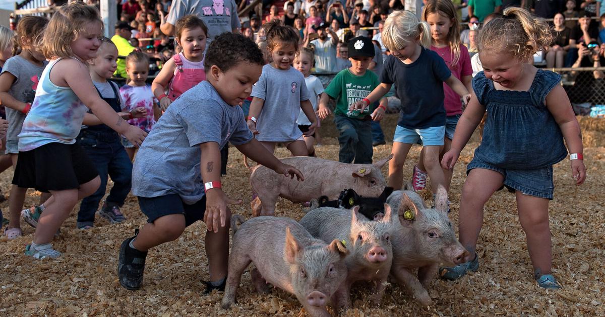 Pig scramble at the fair