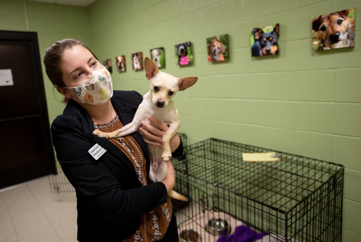 Humane Society Raising Funds For Low Cost Spay Neuter Clinic Nvdaily Nvdaily Com Humane Society Raising Funds For Low Cost Spay Neuter Clinic Nvdaily Nvdaily Com