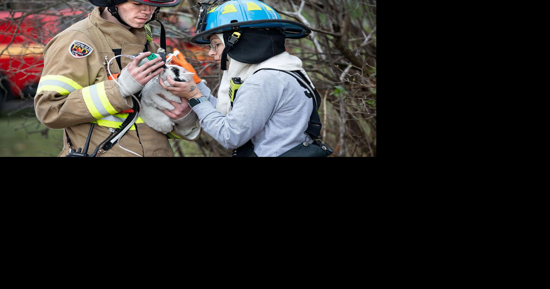 1 cat dies, 2 other cats injured in Toms Brook fire Nvdaily