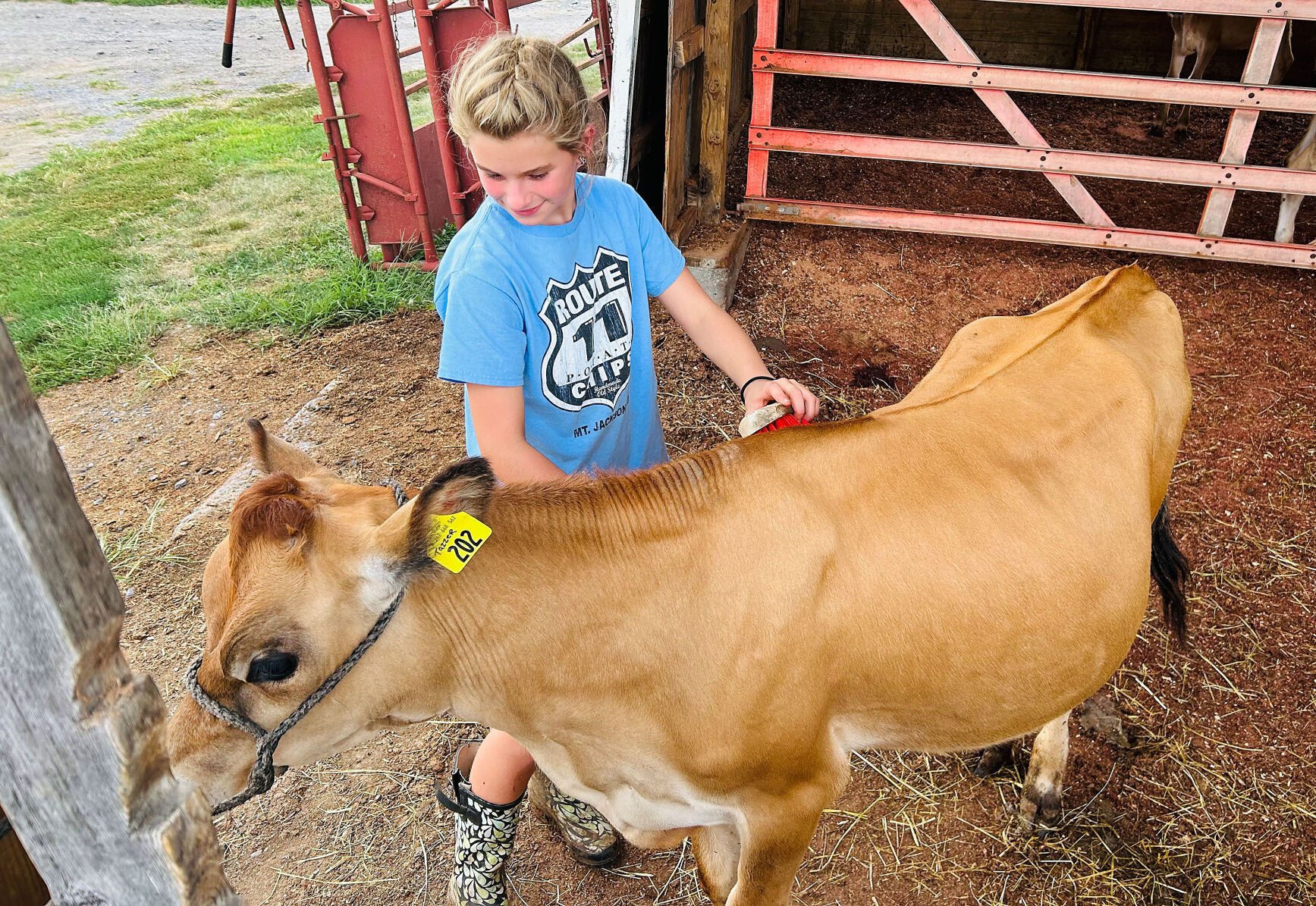 No cow? No problem. Youth borrow livestock to show at Shenandoah County Fair