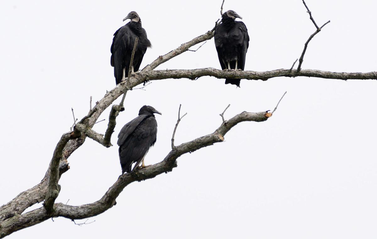 Vultures Create Flap In Woodstock Local News Nvdaily Com