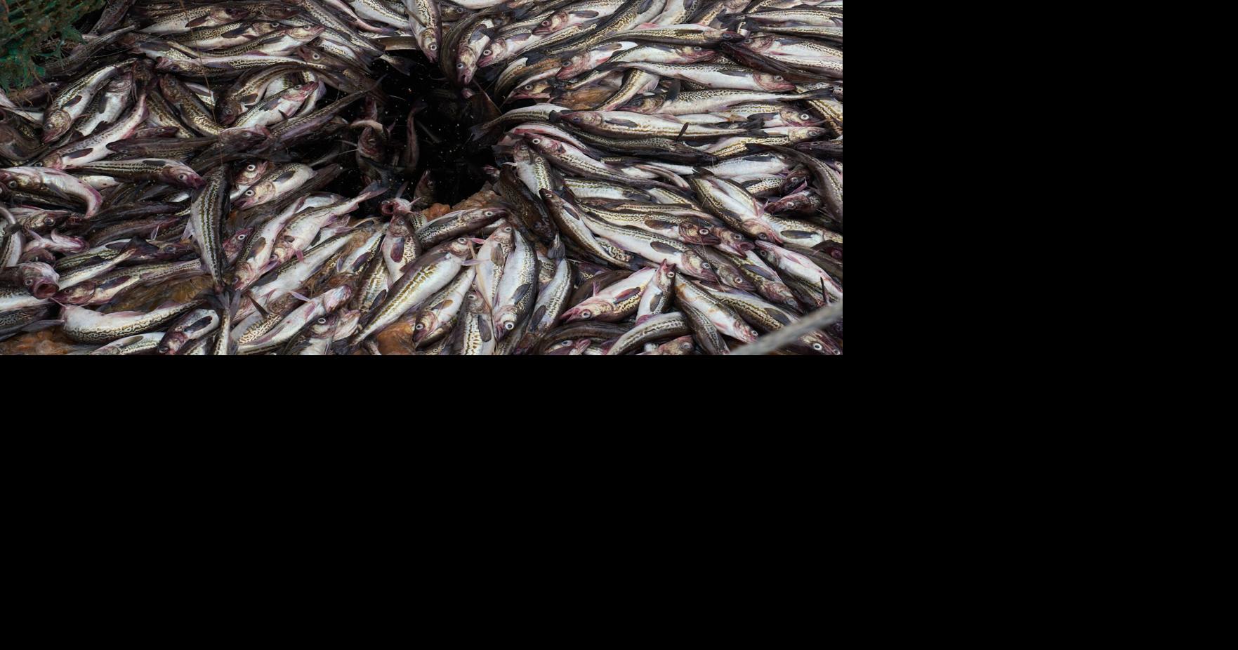 Alaska Trawling Fish Collapse | Associated Press National | nvdaily.com