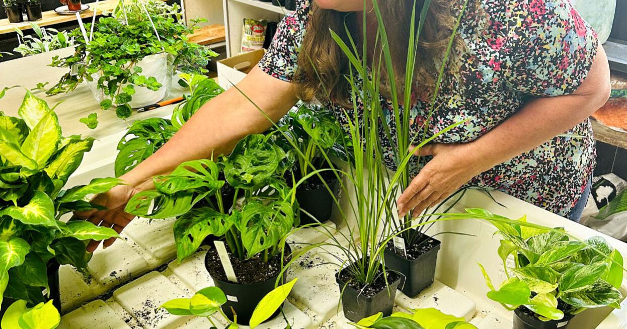 New store in Strasburg sells unique house plants - Vimarsana News