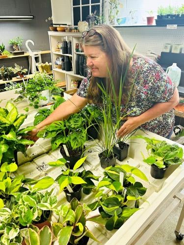 New store in Strasburg sells unique house plants | Nvdaily ...