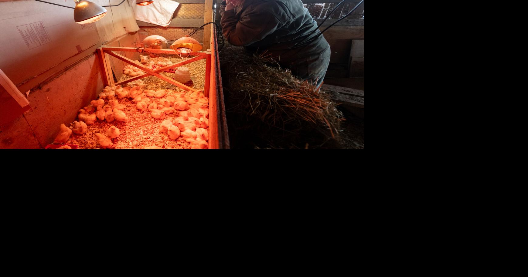 Winter weather creates hard work for livestock farmers