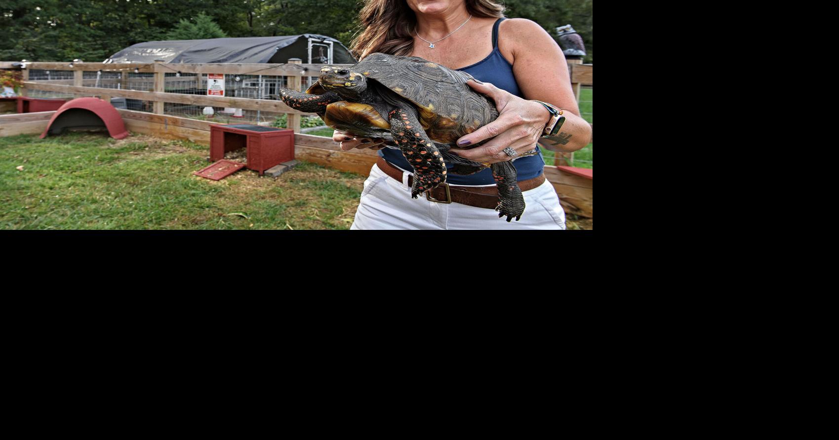 Shell sanctuary: Farm a safe space for tortoises in need of homes
