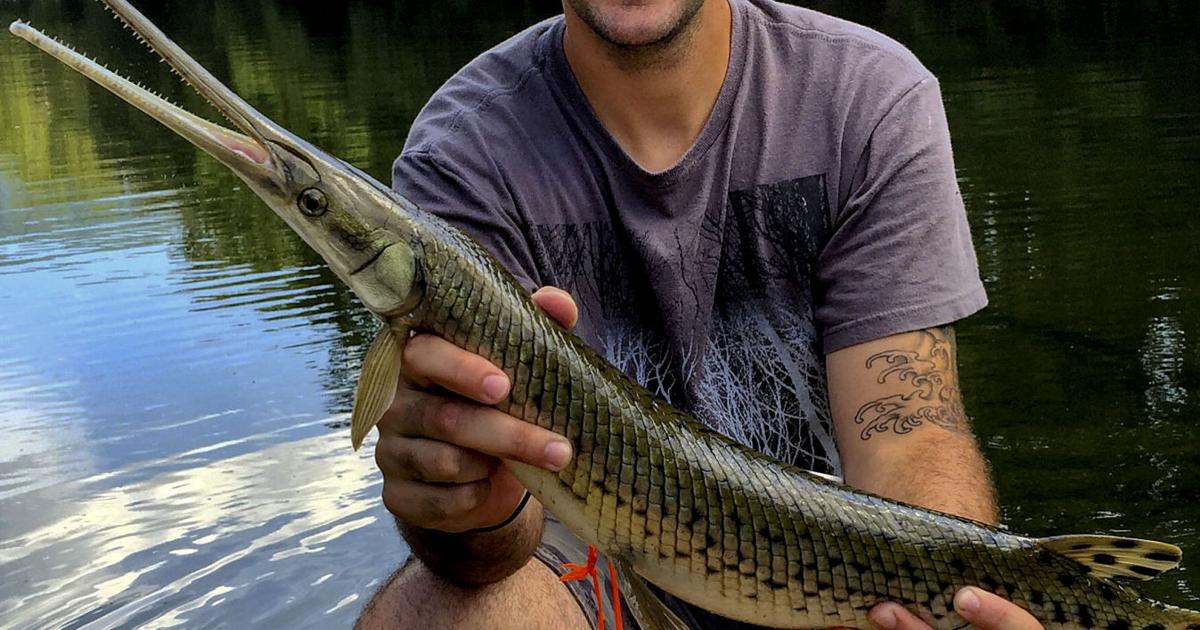 A rare catch: Local angler hauls second longnose gar from Shenandoah River | Local-sports | nvdaily.com A rare catch: Local angler hauls second longnose gar from Shenandoah River | Local-sports | nvdaily.com