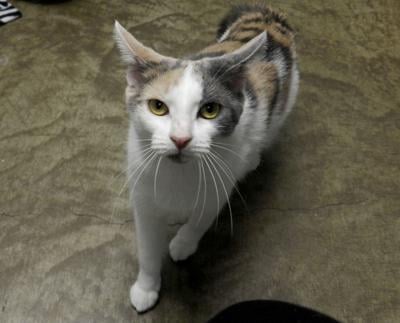 Pet Of The Week Bubbles Is Looking For Lots Of Attention
