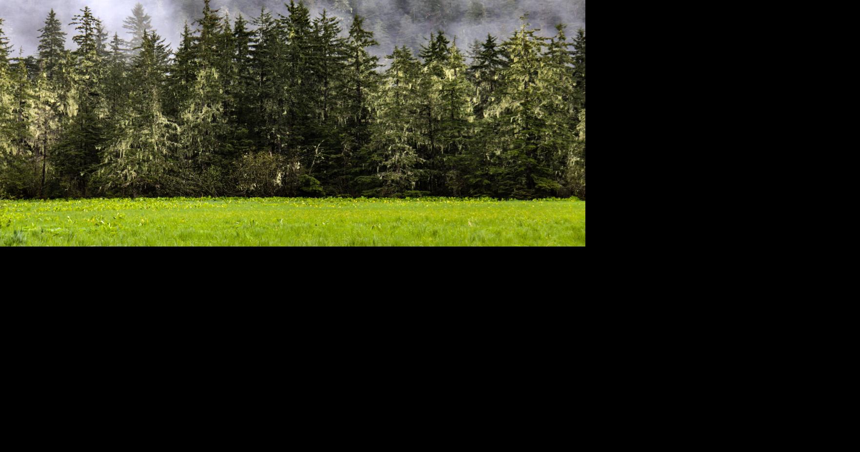 Southeast Alaskans largely critical of new direction on Tongass management plan, process