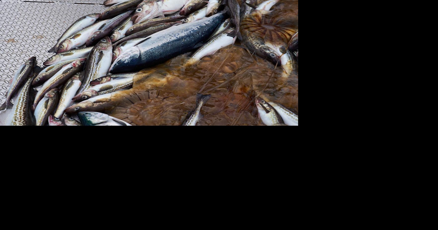 Alaska Trawling Fish Collapse | Associated Press National | nvdaily.com