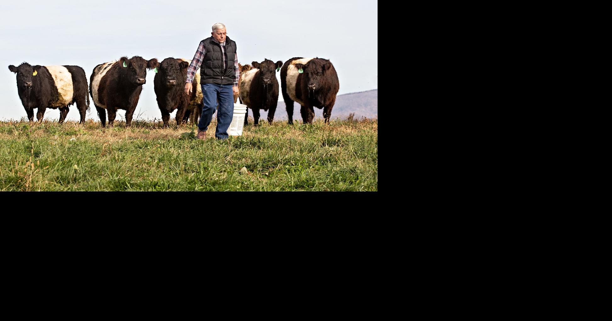 Cattle rustlers hit Mount Jackson farm | Nvdaily | nvdaily.com