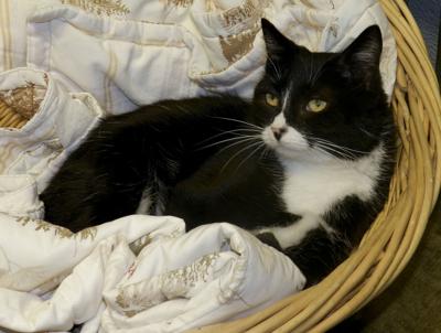 Pet Of The Week Polly Patiently Waiting For The Right Family