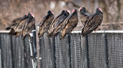 WILD RAIL BIRDS