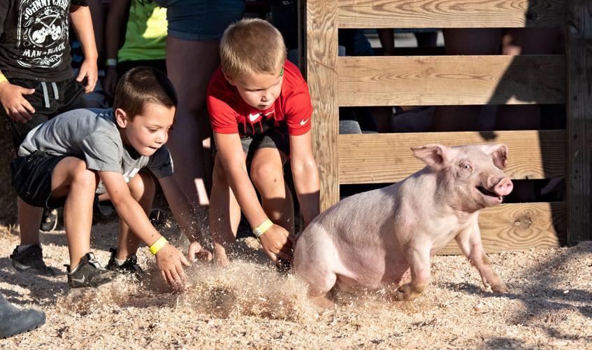 Large crowd gathers for annual pig scramble at Shenandoah County Fair