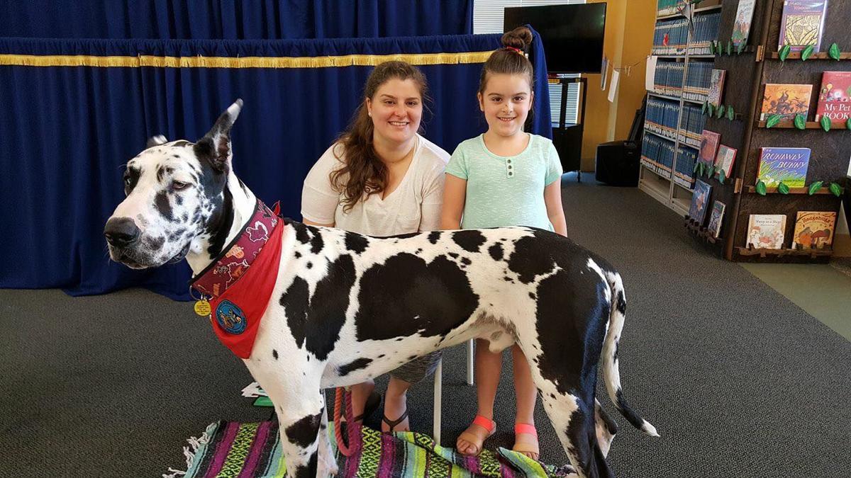 He’s all ears Great dane therapy dog helping children practice their