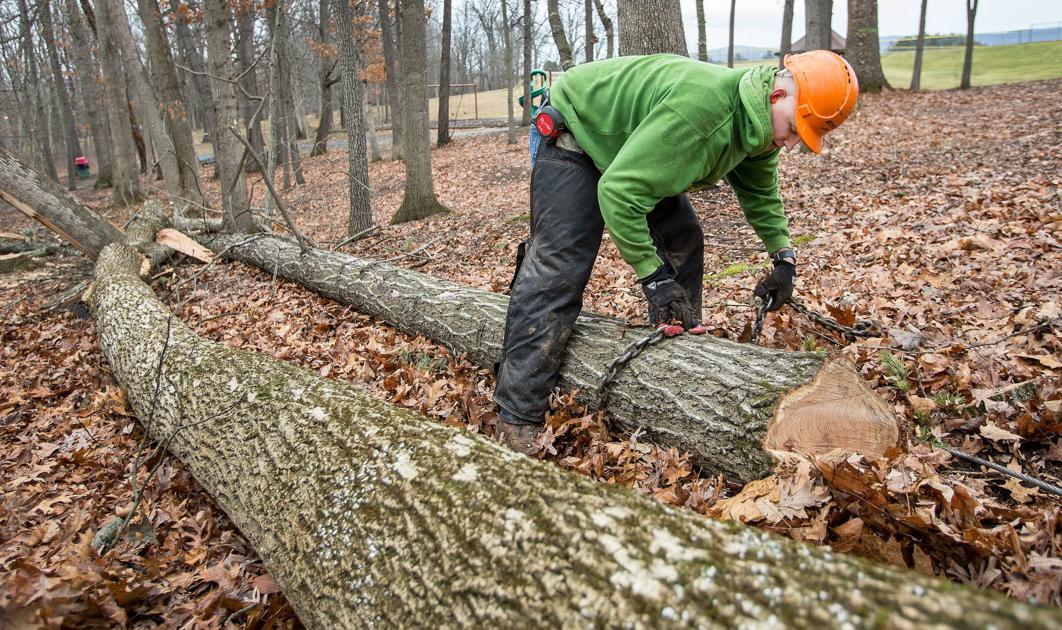 Dead ash trees being removed from county park Nvdaily
