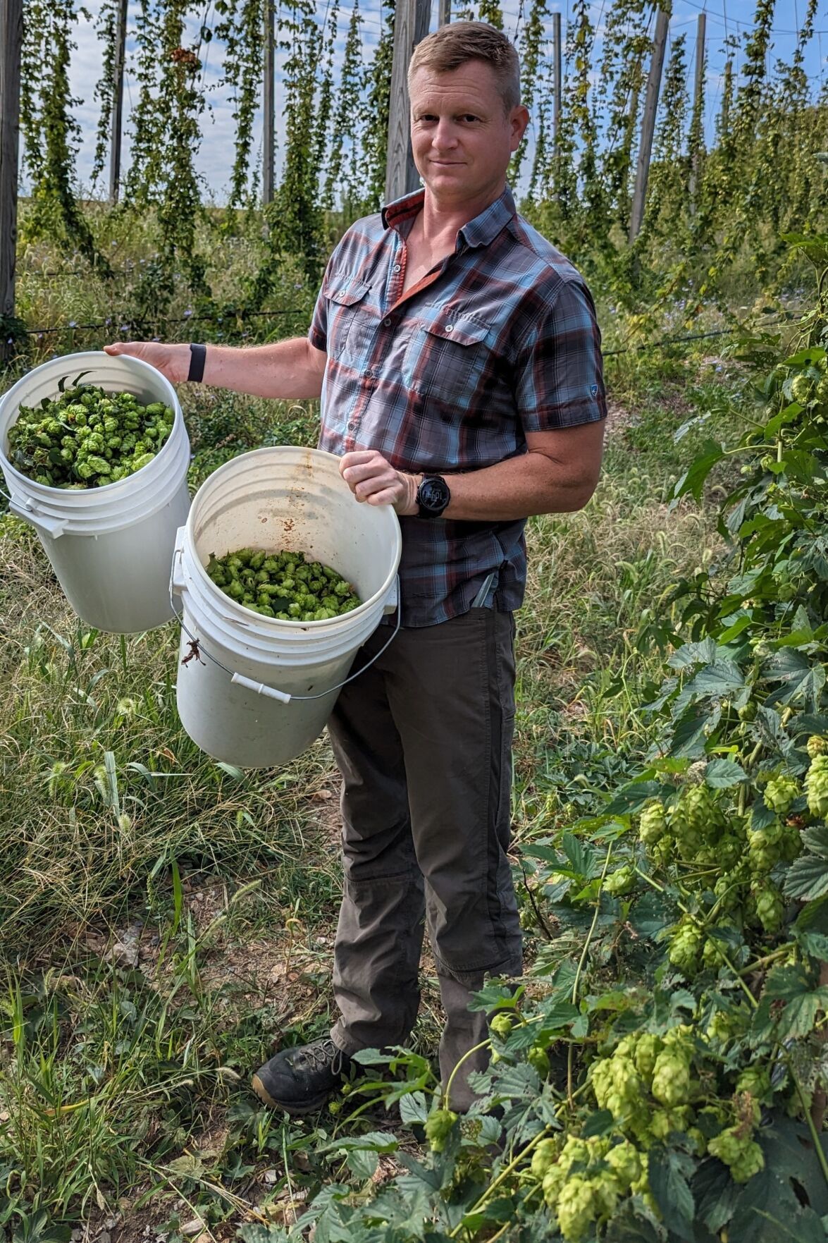 Frederick County farmer growing award-winning heritage hops with