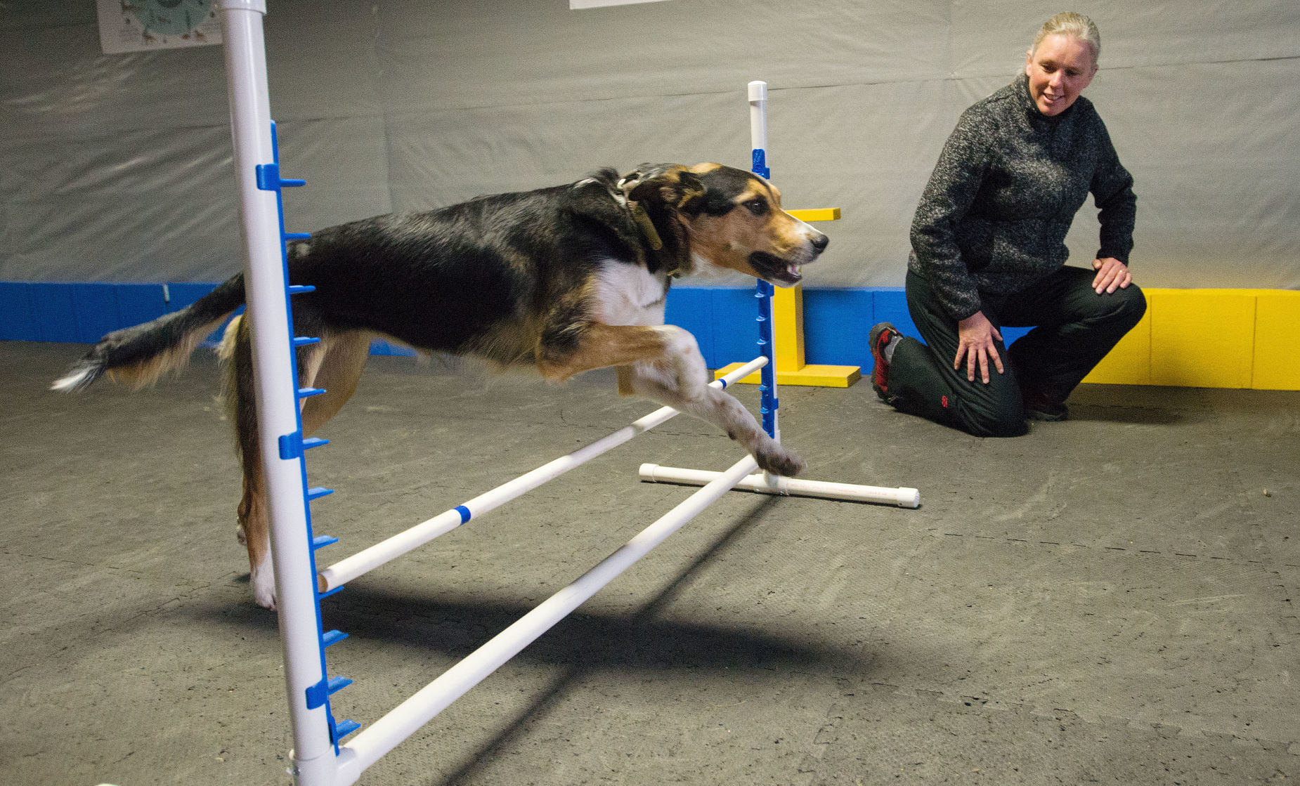 Skyline best sale agility club