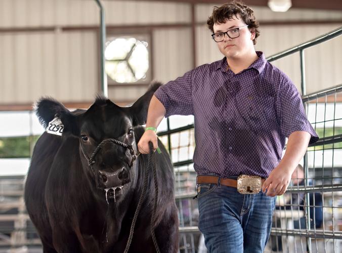 Hard work pays off for young farmers at livestock competition | Nvdaily ...