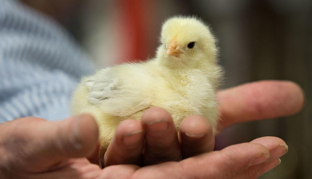 Those cute baby chicks grow up fast Nvdaily