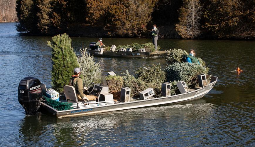 Old Christmas trees bring new life to Lake Frederick Nvdaily