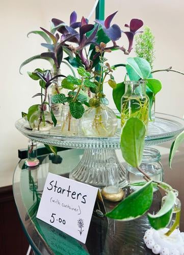New store in Strasburg sells unique house plants Nvdaily