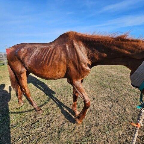 11 neglected horses seized near Stephens City - Vimarsana News