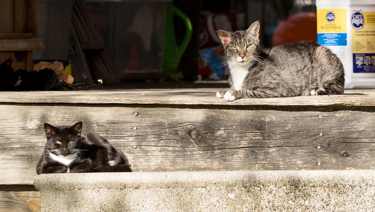 Cat Vaccines Advised To Prevent Spread Of Disease Nvdaily
