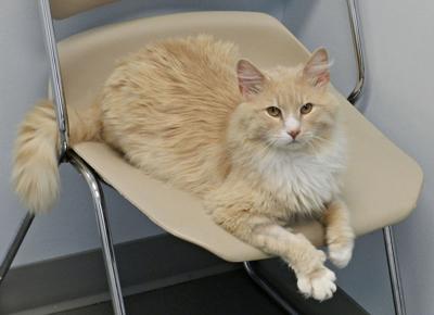Pet Of The Week Affectionate Alex Is Looking For A Home