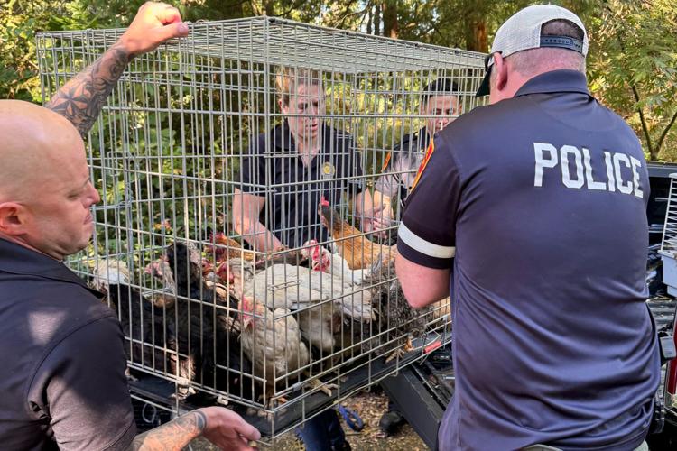 Dozens of ailing animals found in New York home where elderly woman was