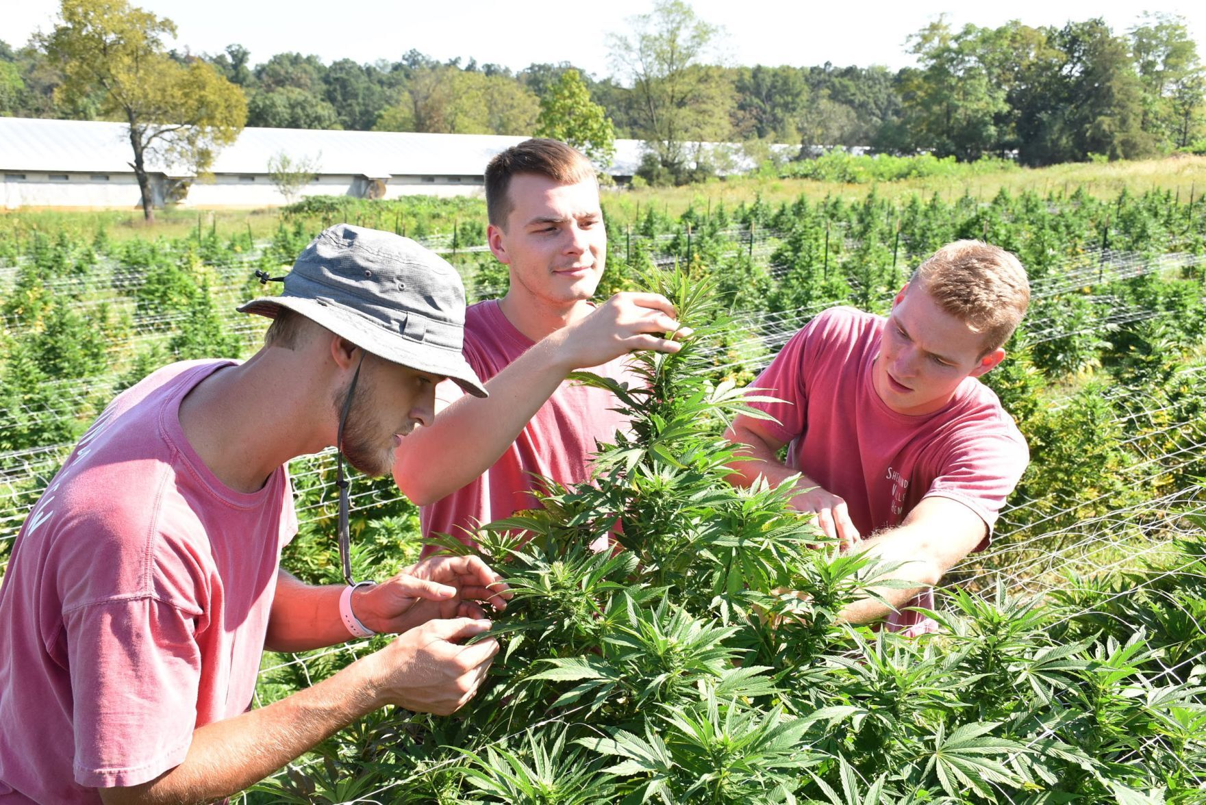 Shenandoah Valley Hemp LLC to establish facility in Elkton - Vimarsana News