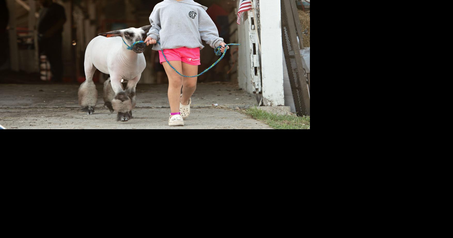 4-H/FFA Sheep Show results | Nvdaily | nvdaily.com