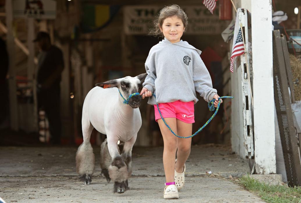 4-H/FFA Sheep Show results | Nvdaily | nvdaily.com