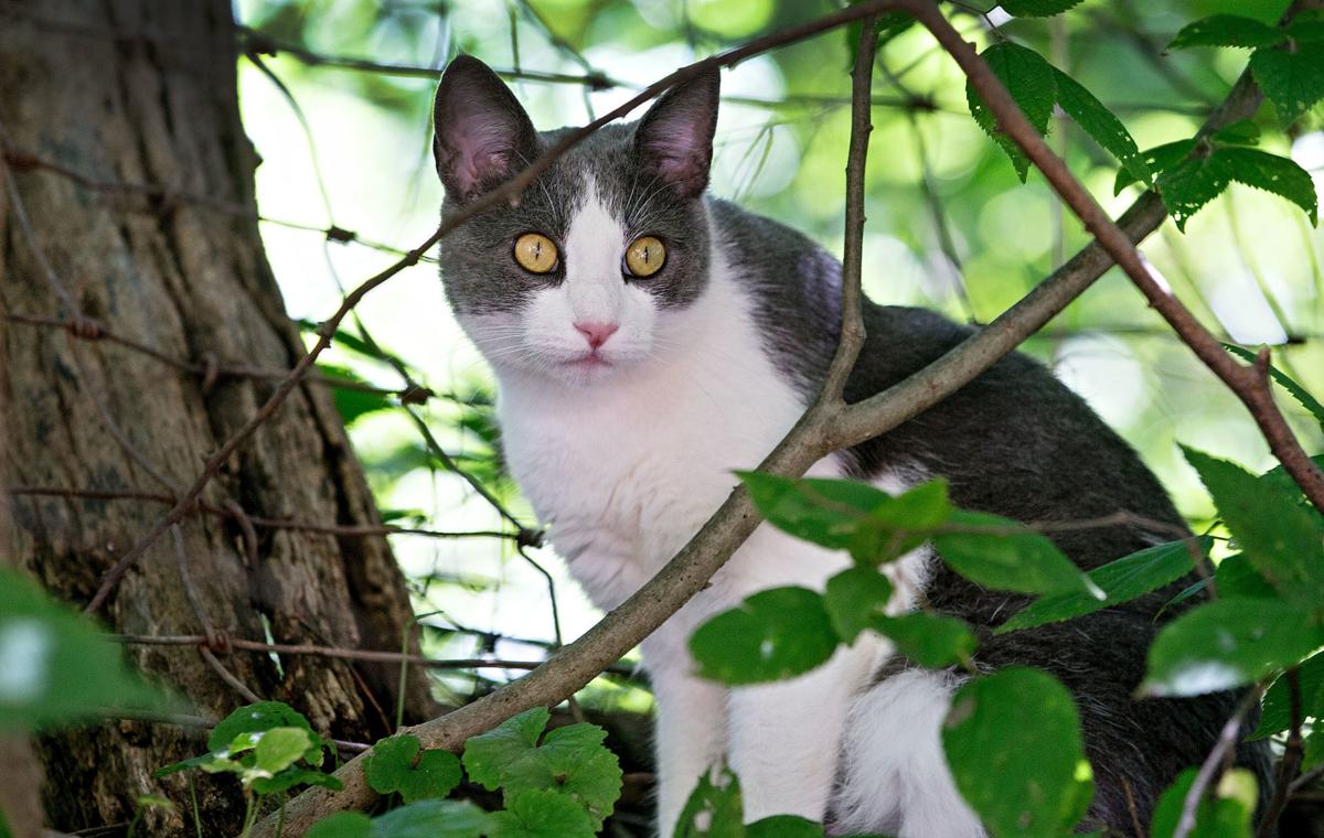 Animal Experts Explain Challenges Of Feral Cat Colonies Nvdaily