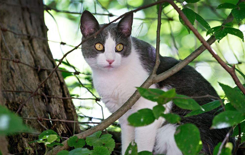 Animal experts explain challenges of feral cat colonies | Nvdaily