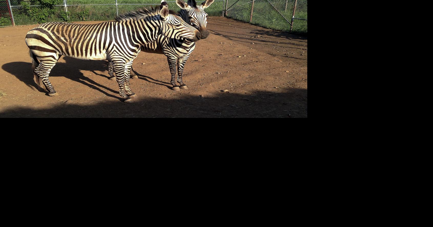 Like Father, Like Son: A Hartmann's Mountain Zebra Update  Smithsonian's  National Zoo and Conservation Biology Institute
