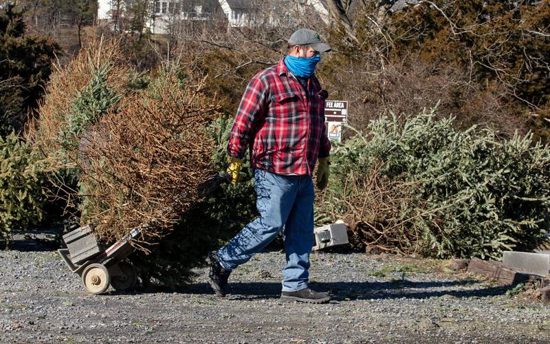 Old Christmas trees bring new life to Lake Frederick Nvdaily