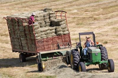 Making Hay In The Heat