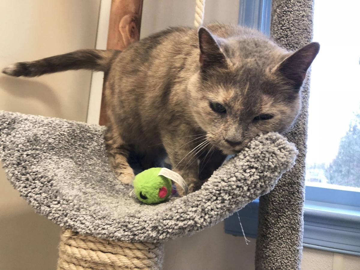 Pet Of The Week Meet Missy The Real Life Garfield Lifestyle