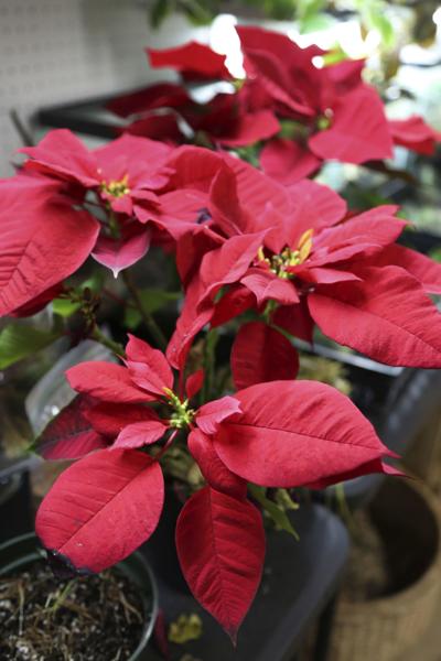 Caring For A Poinsettia After Christmas Lifestyle Nvdaily Caring For A Poinsettia After Christmas Homeowners Who Love S Question Arises When The Holiday Season Ends Should It Be Kept Or Trashed
