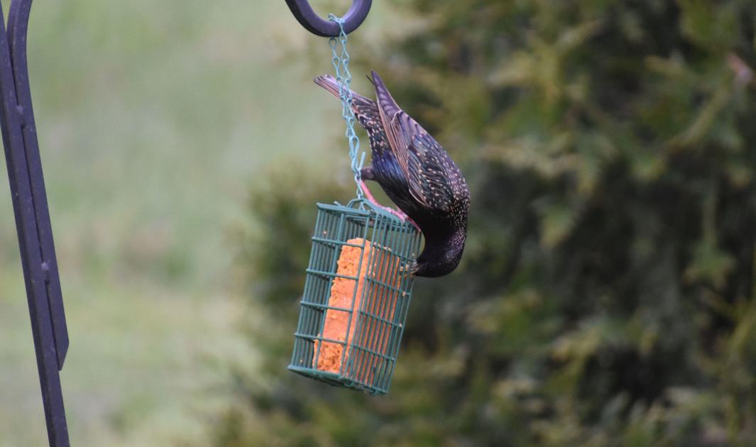 Why are so many birds dying this summer? Experts researching mysterious