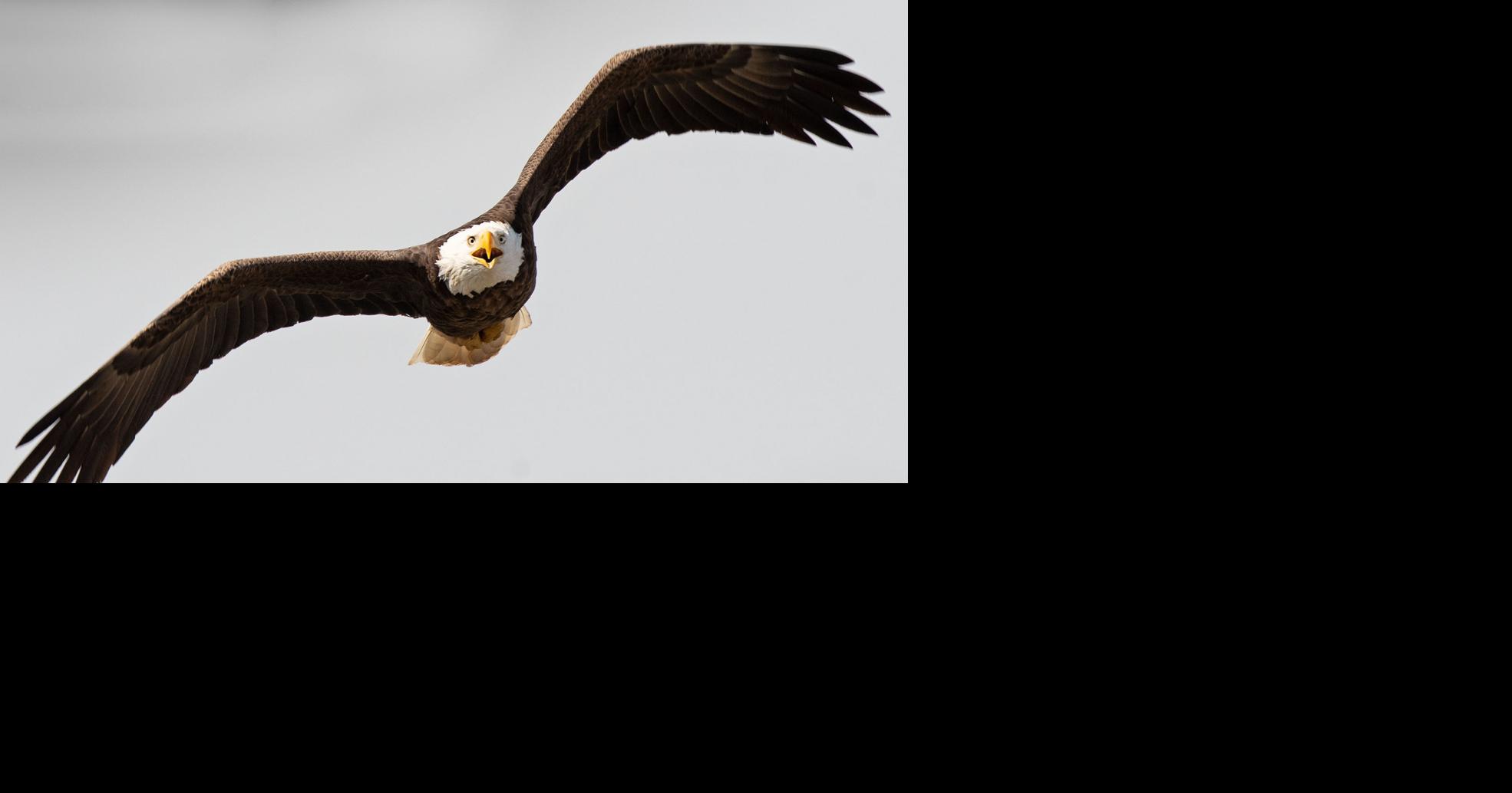 Eagles hatching in the valley, add to growing population | Nvdaily