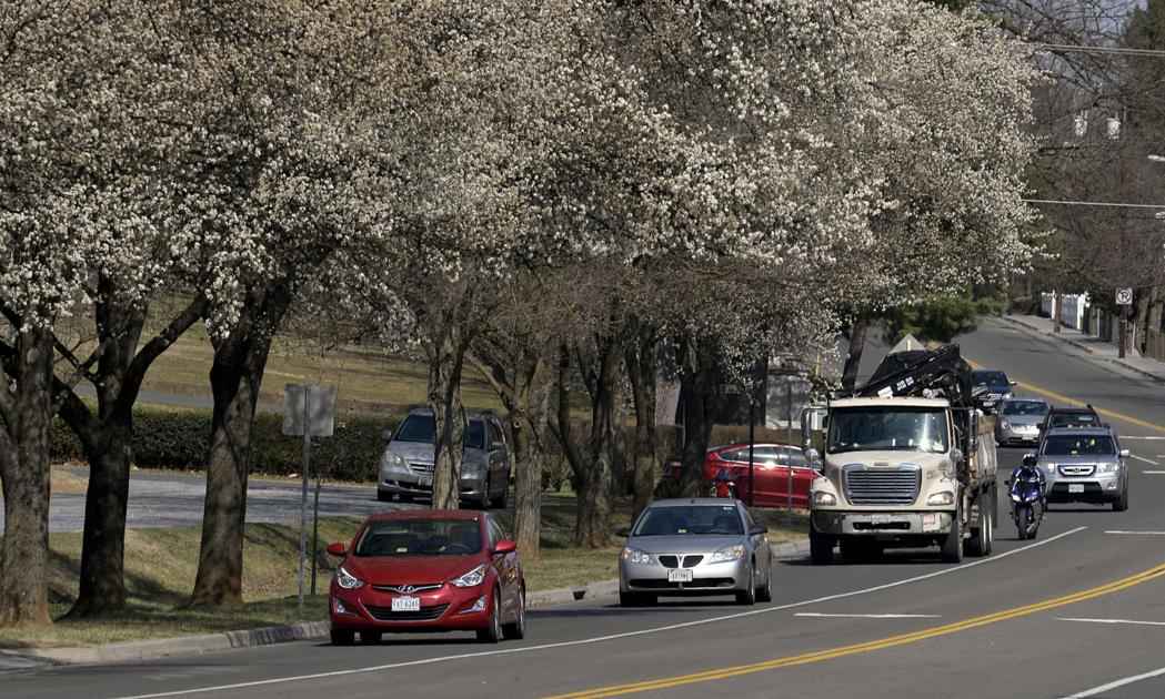 Bradford Pear Trees Pretty But Stinky And Fragile Lifestyle