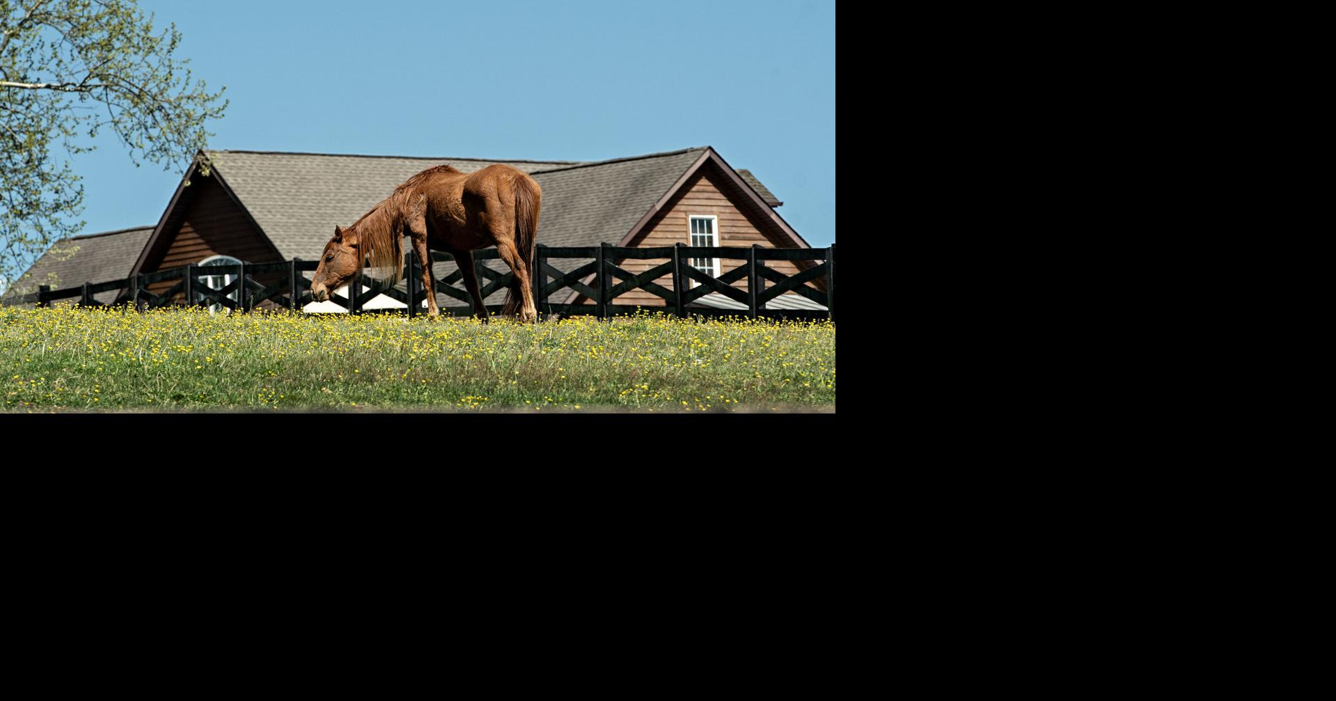 Spring Grazing | Nvdaily | nvdaily.com