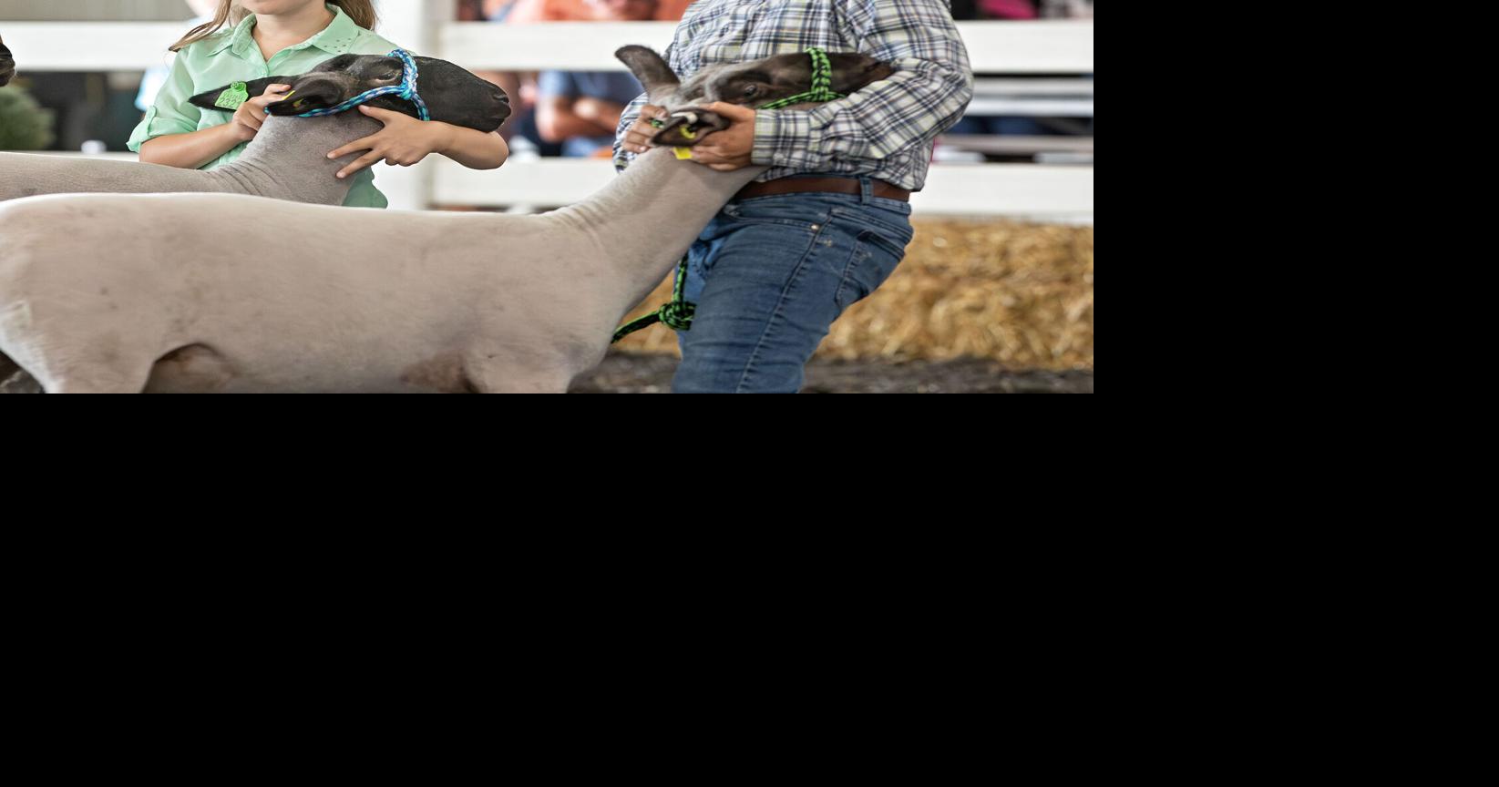 4-H/FFA Sheep Show Results | Nvdaily | nvdaily.com