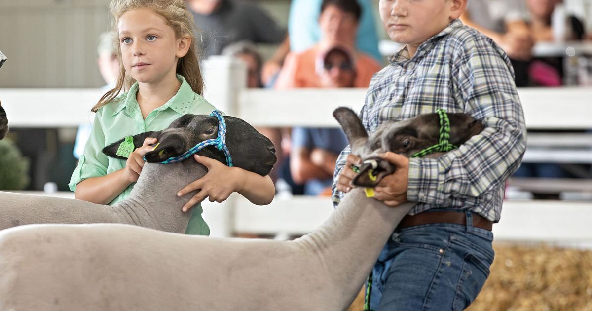 4-H/FFA Sheep Show Results | Nvdaily | nvdaily.com