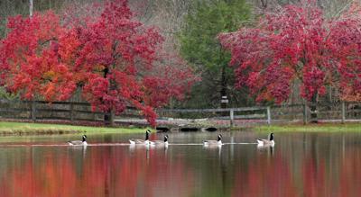 Fall Pastoral