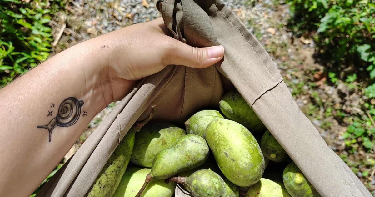 A tasty adventure: Tips for foraging pawpaws, persimmons, mushrooms and much more | Nvdaily A tasty adventure: Tips for foraging pawpaws, persimmons, mushrooms and much more | Nvdaily