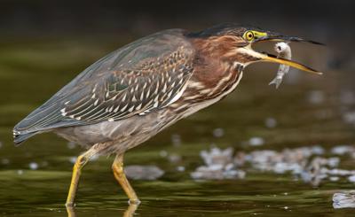 WILD DINNER TIME